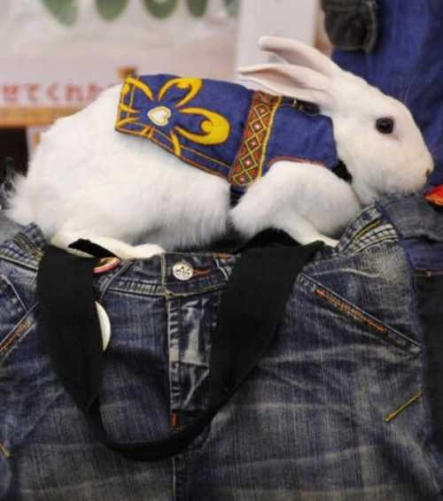 [rabbit-fashion-show%255B25%255D.jpg]