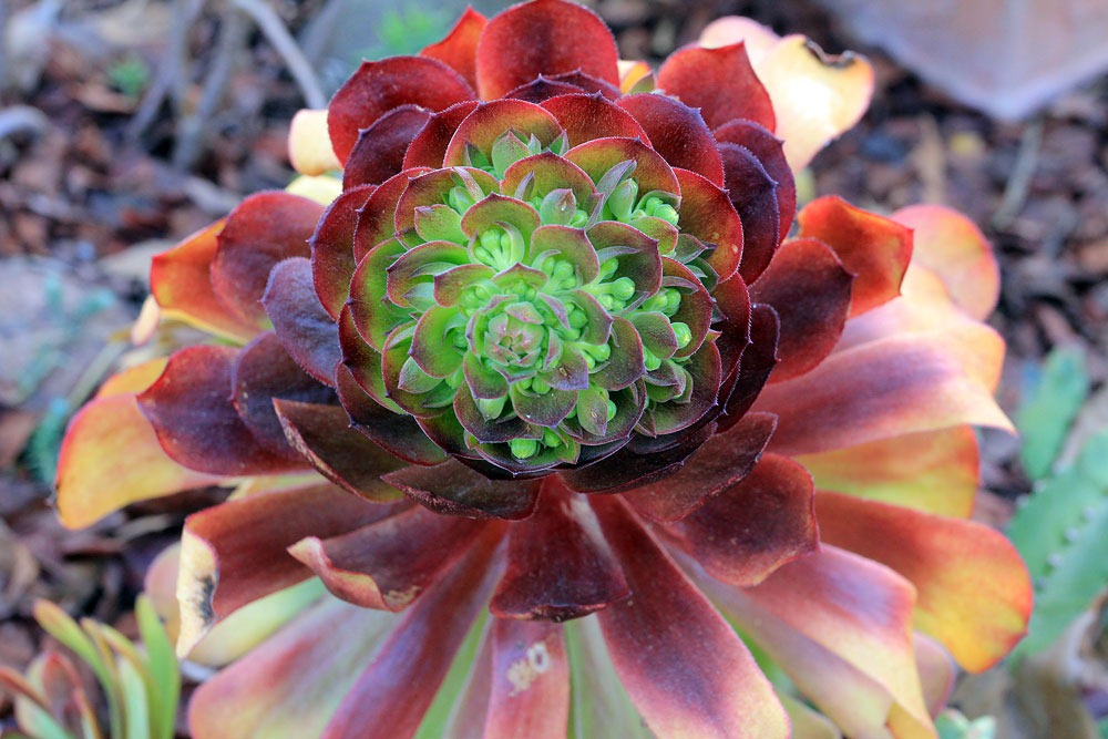 [130212_Aeonium-arboreum-Atropurpureum_03%255B2%255D.jpg]