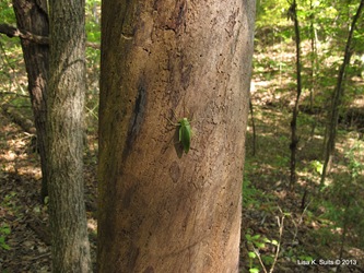 katydid on tree closer