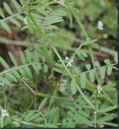 50 Vicia hirsuta