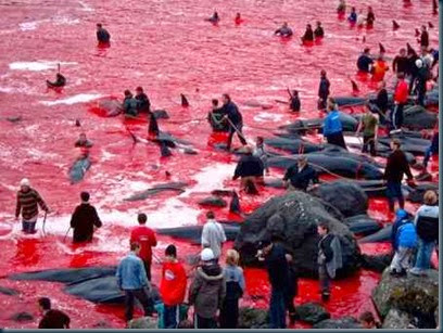 baleias-massacradas-dinamarca