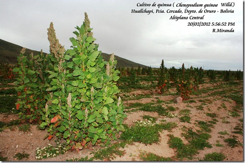 Cultivo_de_Chenopodium_quinoa_Willd-Ruben_Miranda