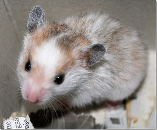 hamster grande imagen (18) hamster grande imagen (18)