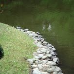many turles can be seen at yoyogi park in Yoyogi, Japan 