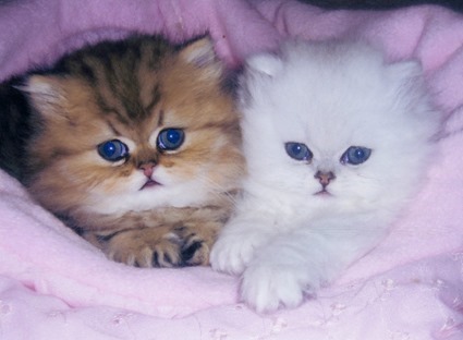 Biscuit and Bon Bon