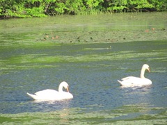 bog swans swimming in lily pads2