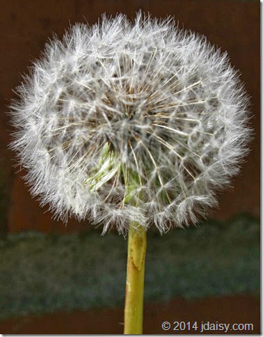 floating frame dandelion 1