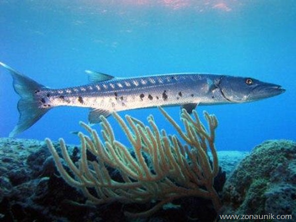 Barracuda