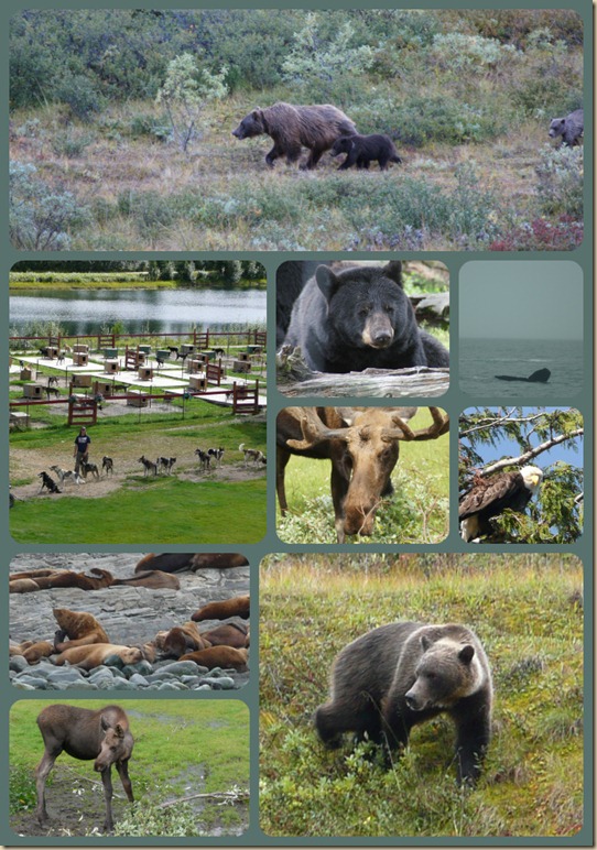 Alaskan Animals