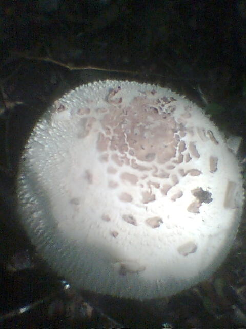 Hongo, Fungus