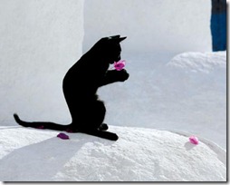 gato com flor