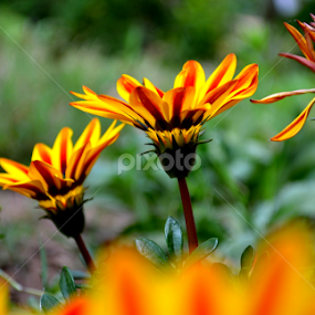 by Vijayendra Venkatesh - Flowers Flowers in the Wild