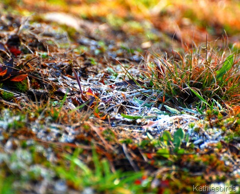 7. frosted grasses-kab 7. frosted grasses-kab