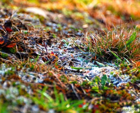 7. frosted grasses-kab