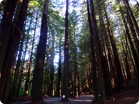 tall Redwoods