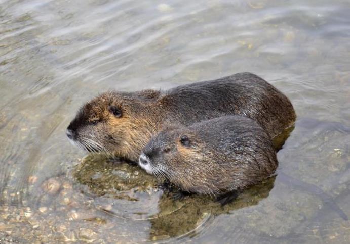 Coypu