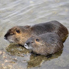 Coypu