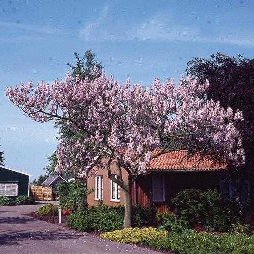 [Paulownia_Tomentosa%255B2%255D.jpg]