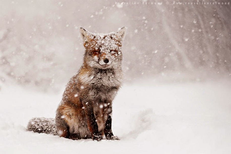 [foxes-wildlife01%255B5%255D.jpg]