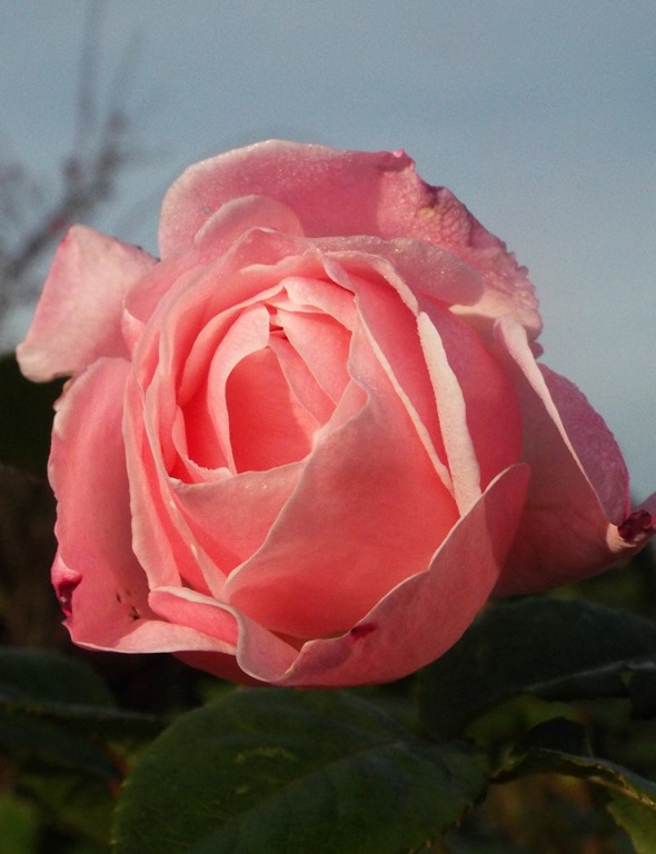 [pretty-rose3.jpg]