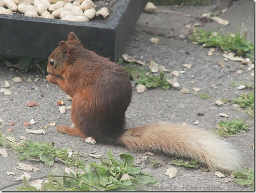 red-squirrel-1