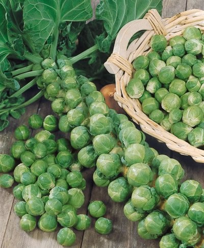 [brussel_sprouts%255B13%255D.jpg]
