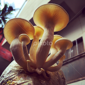 Friday mushroom by Shadat Hossain - Instagram & Mobile iPhone