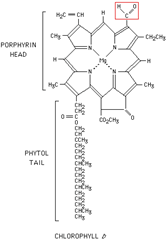 Difference Between Chlorophyll A And Chlorophyll B (Chlorophyll A Vs ...