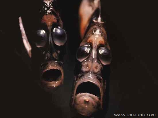 hatchetfish hatchetfish