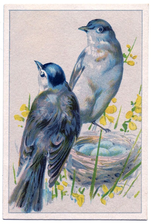 [Birds-BlueEggs-vintageimage-Graphics-Fairy%255B4%255D.jpg]