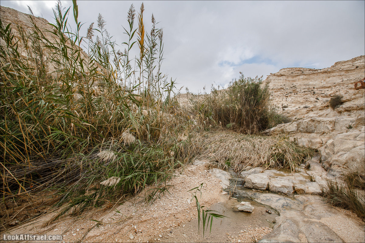 Ручей Акев и источник Эйн Акев в пустыне Негев. LookAtIsrael.com - Фото путешествия по Израилю