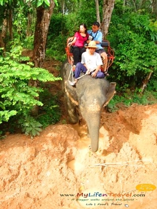 Phuket Rida an Elephant