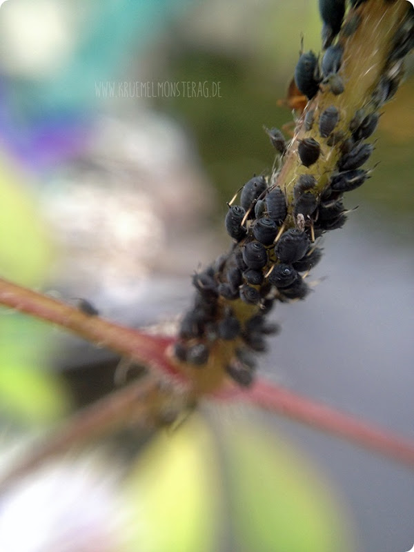 Camponotus ligniperda Part 2  MakroMontag (02)
