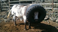 rodeo-bull
