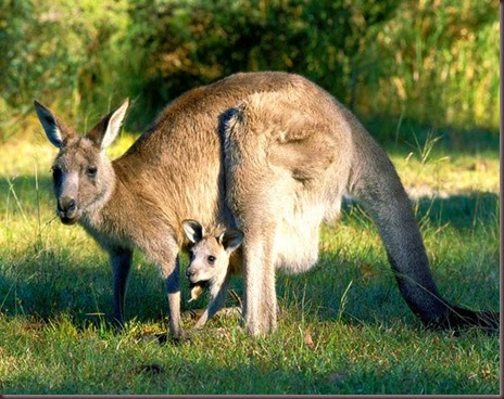 Amazing Animal Pictures Kangaroo (8)