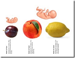 Fetal Size Chart wk12-14