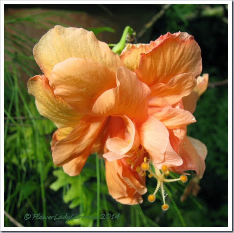 08-08-hibiscus