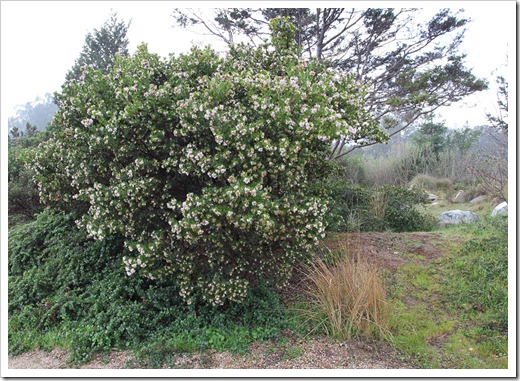 120211_UCSC_Arboretum_Arctostaphylos-montaraensis_04