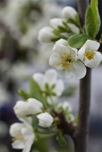 20090410 (2) (Small)