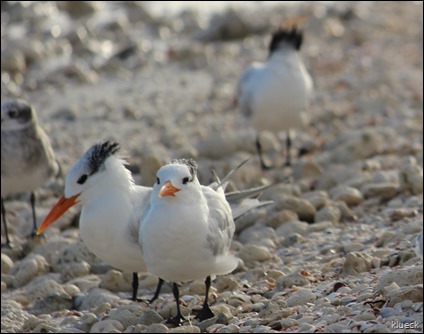 Honeymoon Island terns