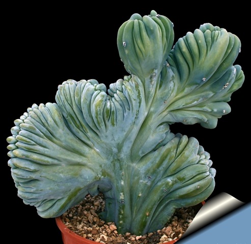 [Myrtillocactus_geometrizans%255B2%255D.jpg]