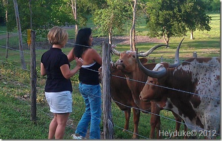 Sharon feeding the longhorns with Carol