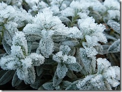 frosty clusters