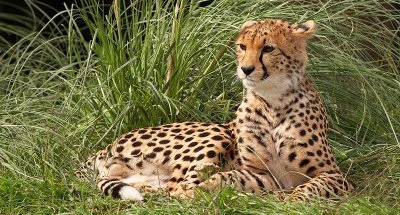 [cheetah68.jpg]