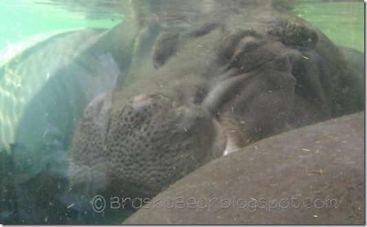 zoo-hippo