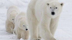 EU Polar Bears 20130210