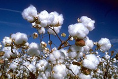 cotton -0