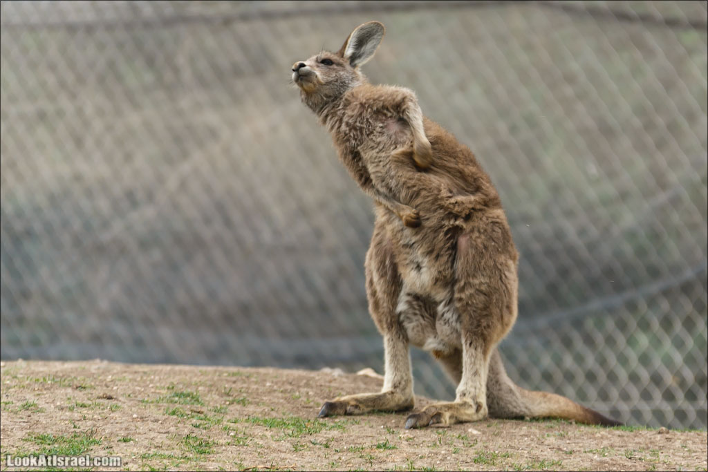 Ган Гуру - парк с кенгуру и другими австралийскими животными | Gan Guru | גן גורו | LookAtIsrael.com - Фото путешествия по Израилю