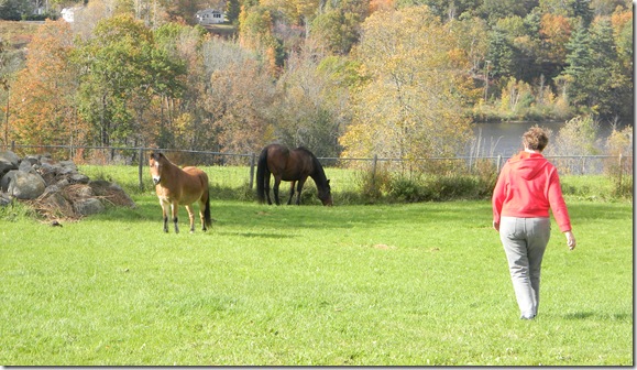 Fall at Jean's with horses. 093