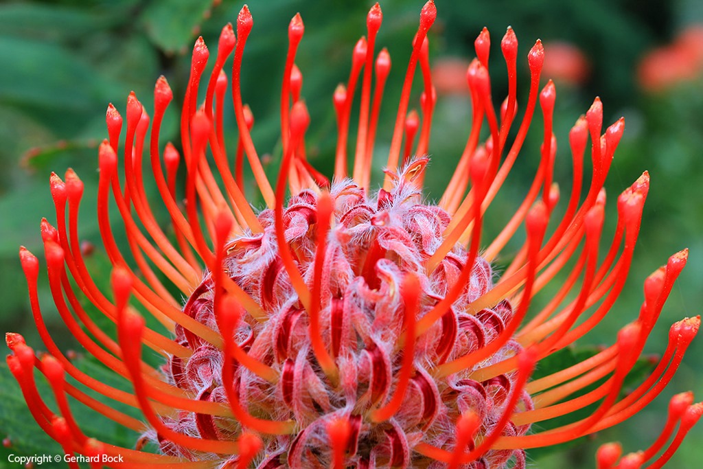 [130715_KulaBotanicalGarden_Leucospermum-cordifolium_028%255B2%255D.jpg]